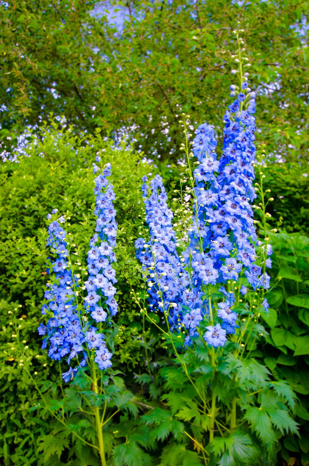 350 Blue with Pink ROCKET LARKSPUR DELPHINIUM Consolida Ajacis Seeds
