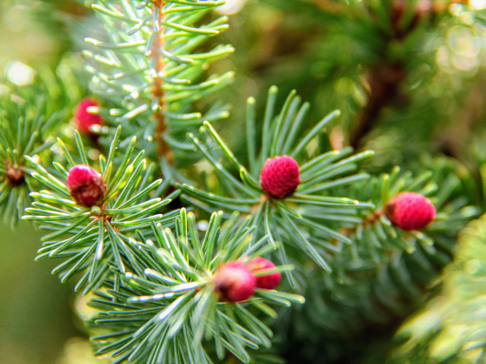 Picea glauca ‘Pendula’ – White Spruce *Live Plant