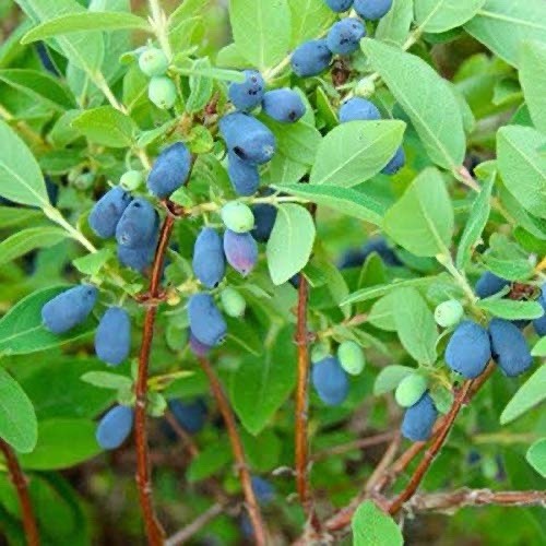 TUNDRA Honeyberry 6x Cuttings Fresh Cut Green Wood 6 Inches