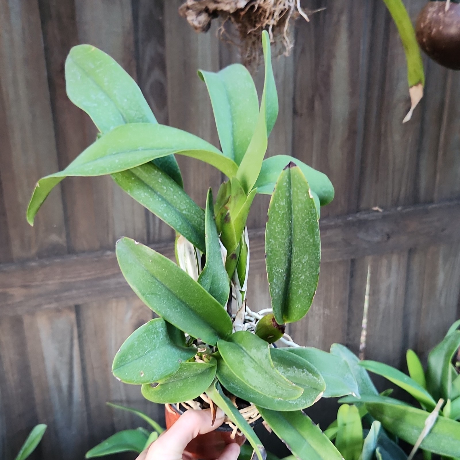 Laeliocattleya Maria Fragrant Purple Live Blooming size orchid plant