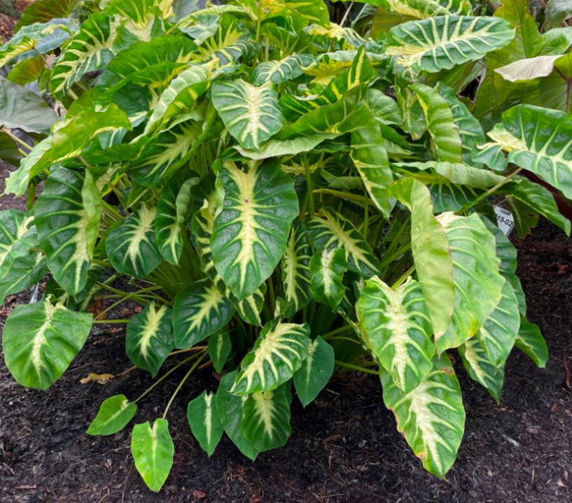 Maui Sunrise Colocasia Plant – 5-8″ Tall – Tropical Elephant Ear with Colorful