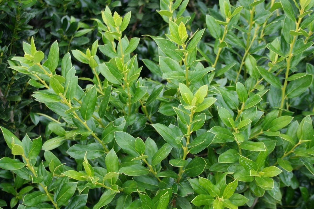 Needlepoint Chinese Holly – Ilex Cornuta – 50 Live Plants – Low Maintenance…