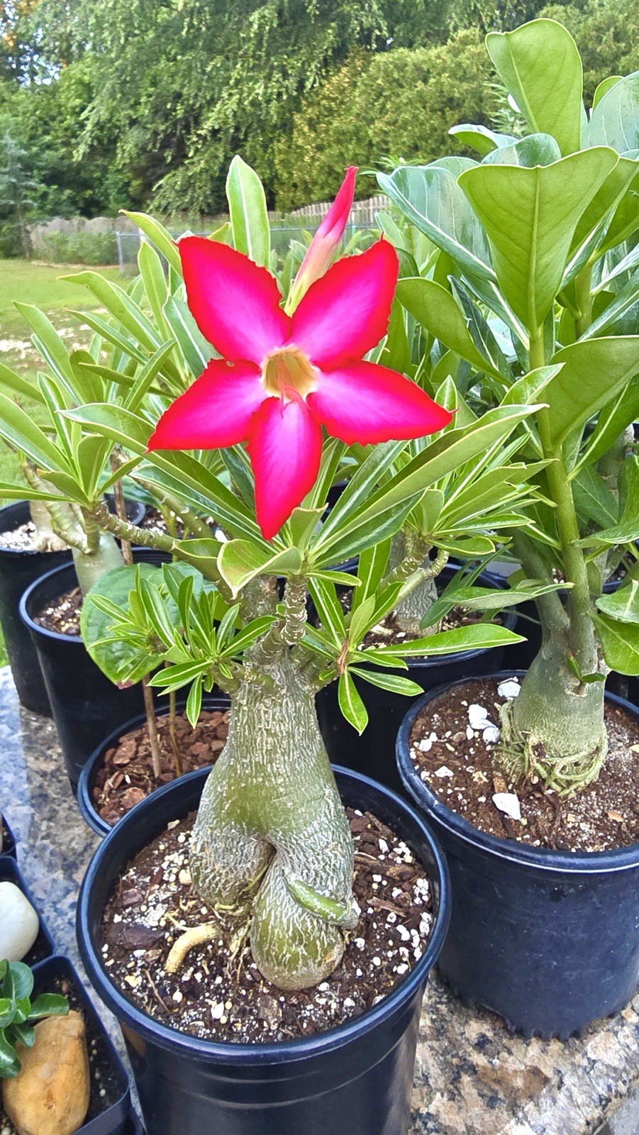 Pink Adenium Arabicum Desert Rose Live Plant Bare Root 4in