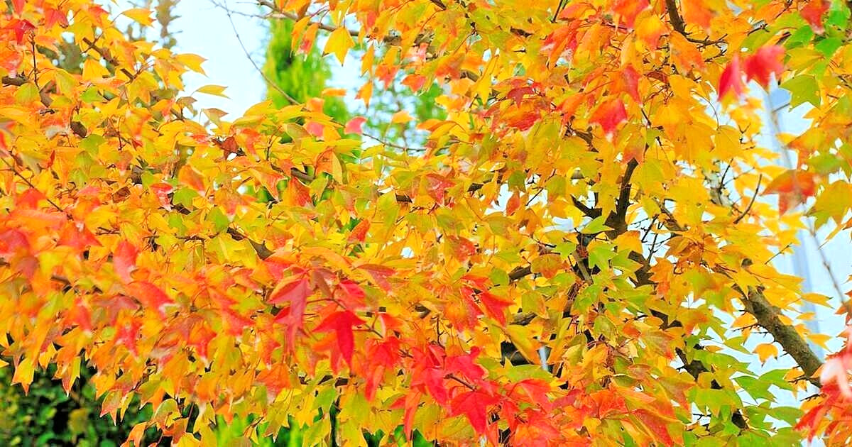 20 MIYADONO DWARF TRIDENT MAPLE SEEDS – (Acer buergerianum ‘Miyadono’)