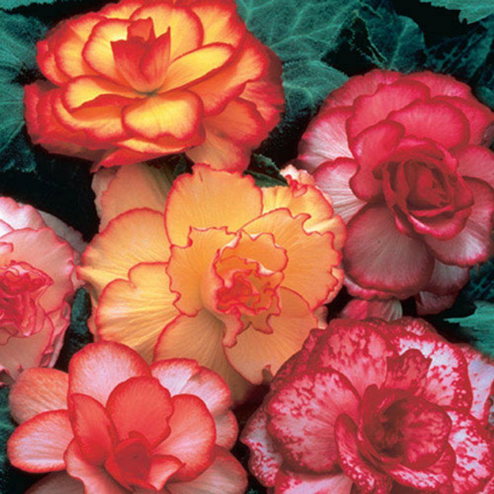 Supreme Yellow Itoh Bartzella Peony Lg. Root, Spectacular Blooms.Check Our Store