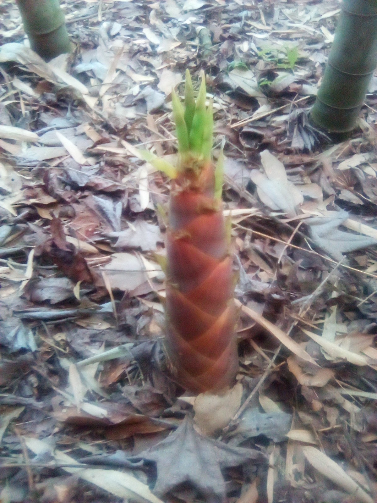 Japanese Hachiku Bamboo Live Plant