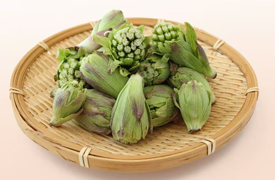 Japanese Fuki Butterbur (Petasites japonicus) -1 potted plant -8-12 in – Edible!
