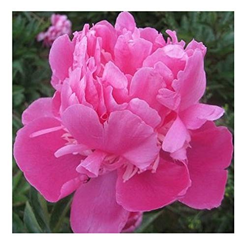Peony Rose Pink Edulis Superba Peony – Double Pink Bare Root 3-5 Eyes…
