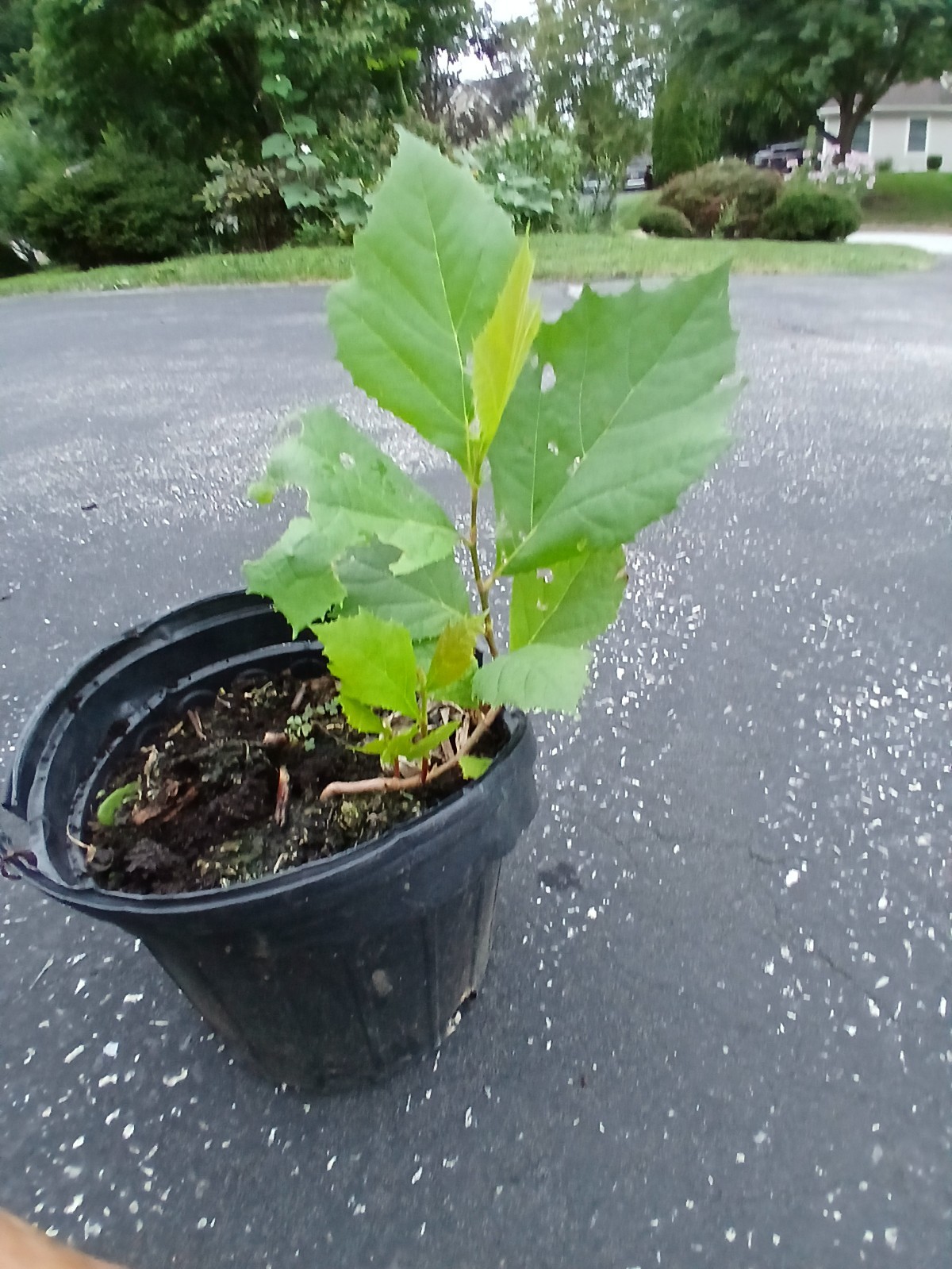 American Sycamore Tree (Platanus occidentalis) Well Rooted Plant 1yo 6″+tall