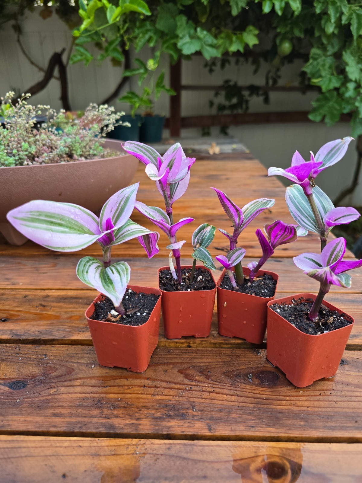 2 Tradescantia Nanouk Rooted Pink Wandering Jew Plant- Premium Healthy- 2″ Pot