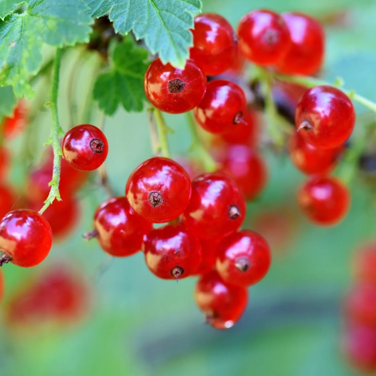 Tartran Red Currant Rooted plant, 12-18″ tall, 1 year old