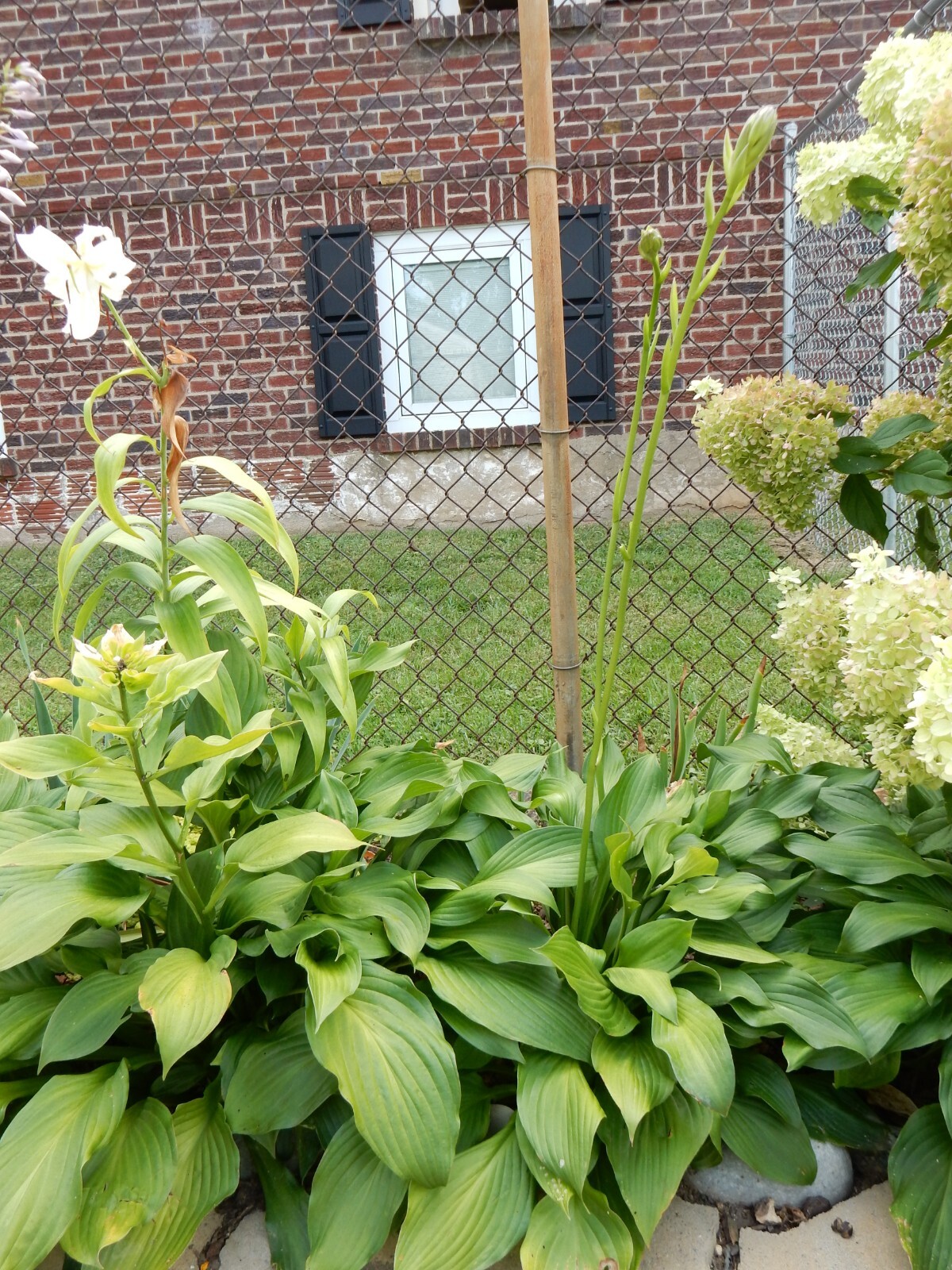“HOSTA” Plantain lilies – Sun or Shade/ Perennial – 10 Plants