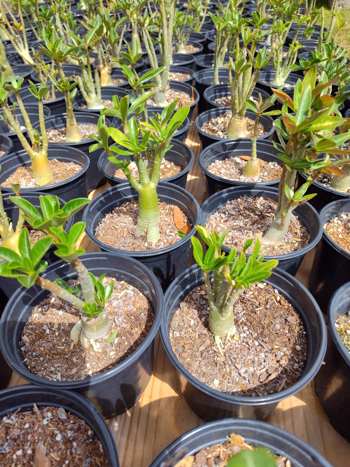 (5) Desert Rose Mature blooming Plants 12-15 Month plants. assorted colors