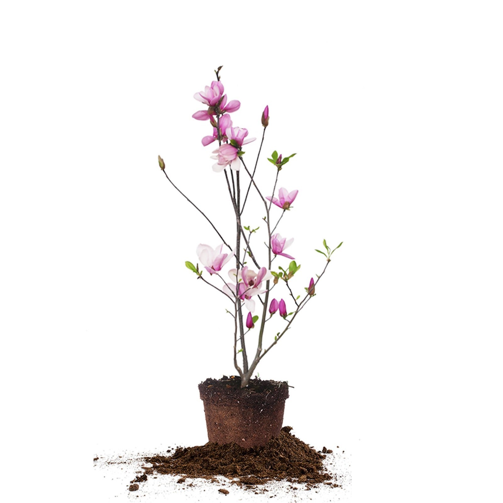 Live Jane Magnolia Plant – 1 Gallon, Easy Care Guide, Beautiful Flowering Tree