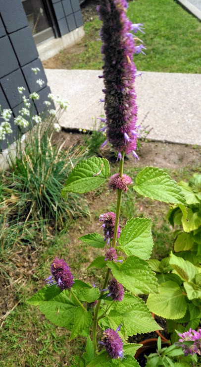 1000 Anise Hyssop Vanilla Hyssop Giant Hyssop Agastache foeniculum Herb Seeds
