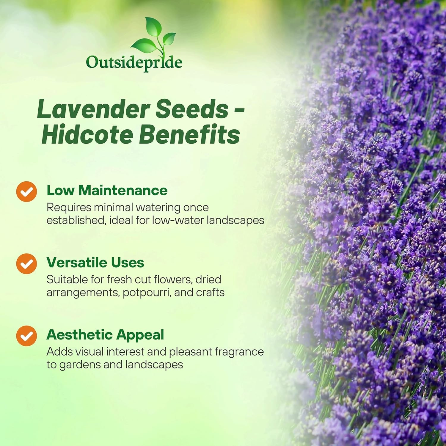 1000 Seeds Lavender Hidcote Drought Tolerant Herb Garden Plants For Xeriscaping