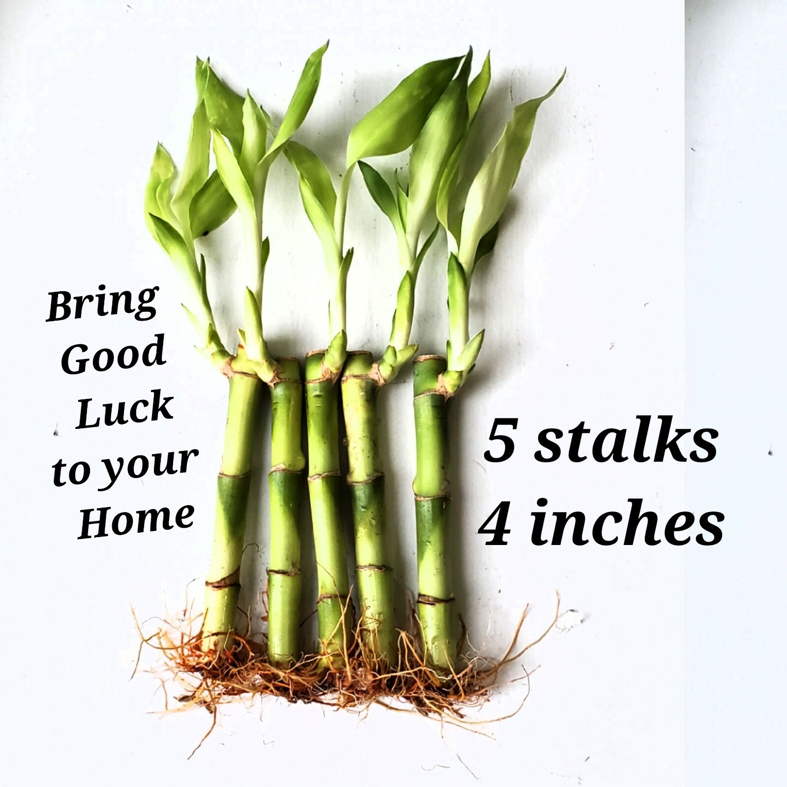 5 Lucky Bamboo 4″ Plants, Free Size Upgrade, Feng Shui, GIFT, Perennial, Indoor