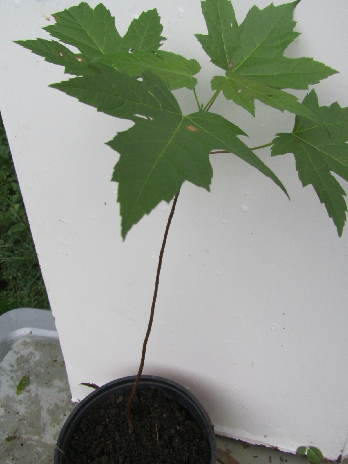 1 – 3′ tall 1 Plant Sugar Maple Tree (Acer saccharum)