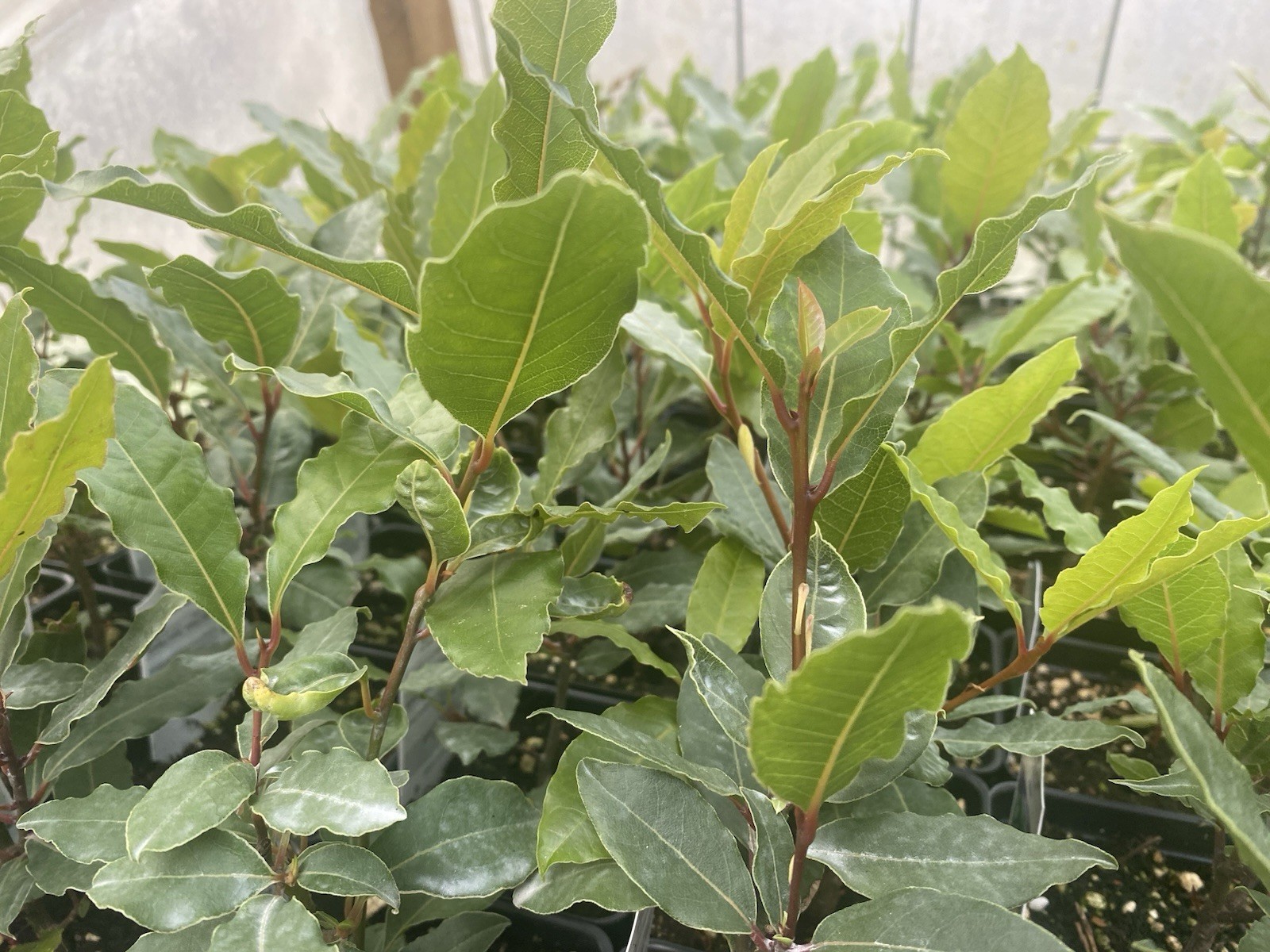 Bay Leave Herb live plant ship without pot/ Laurel Nobilis/ Bay herb plant