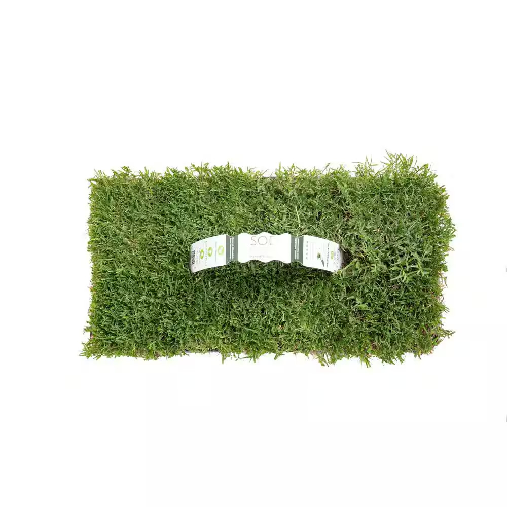 Bermuda Grass Plugs (16-Count) Natural, Affordable Lawn Improvement
