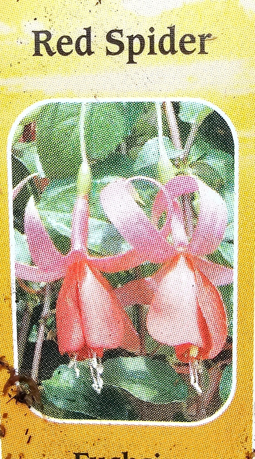 3-pack choice LIVE FUCHSIA PLANT GROWING IN 6″ POT, choose from 15+ varieties