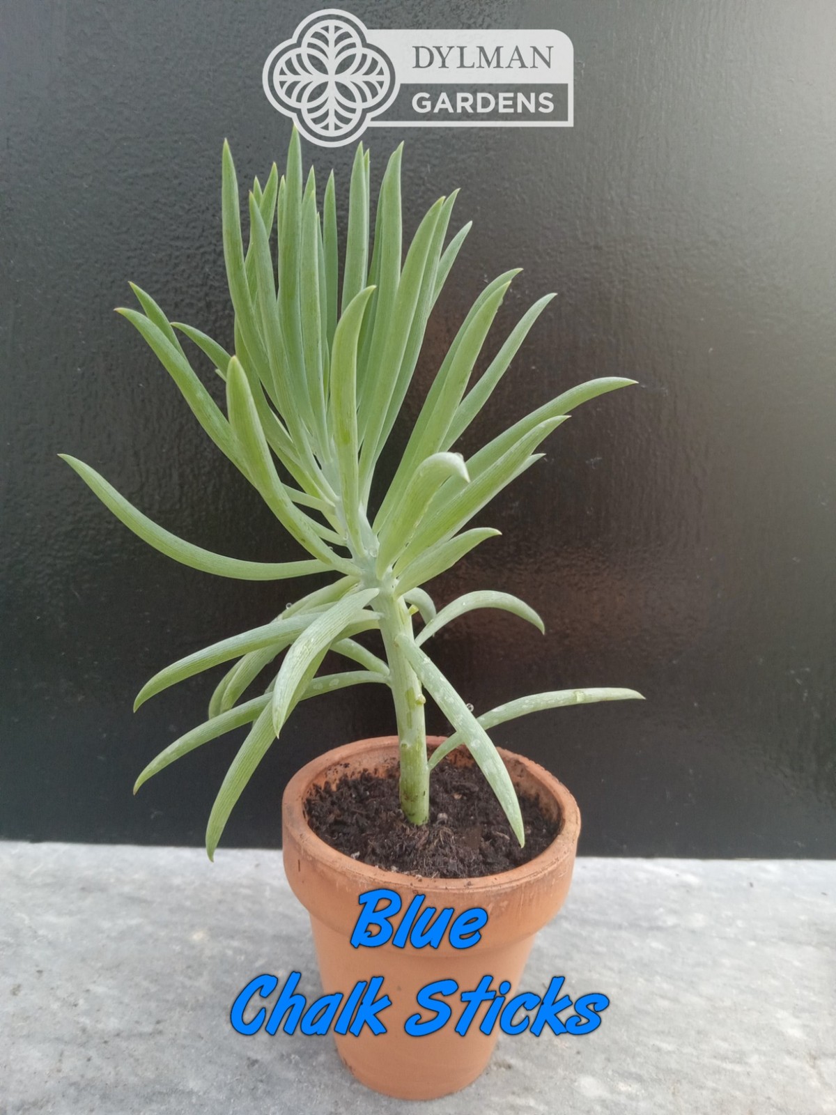 Blue Chalk Sticks (Curio talinoides) Blue Senecio – Live Plant – Multiple Sizes