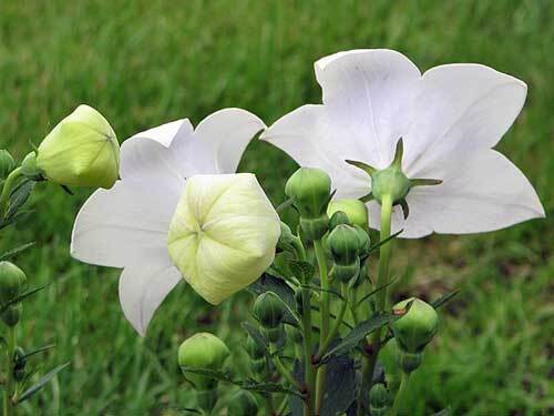Platycodon grandiflorus | White Balloon Flower | Chinese Bellflower | 10 Seeds