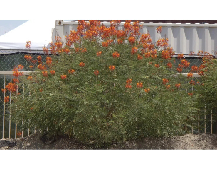 25 Pride of Barbados Seeds, Caesalpinia Pulcherrima, Red Bird of Paradise