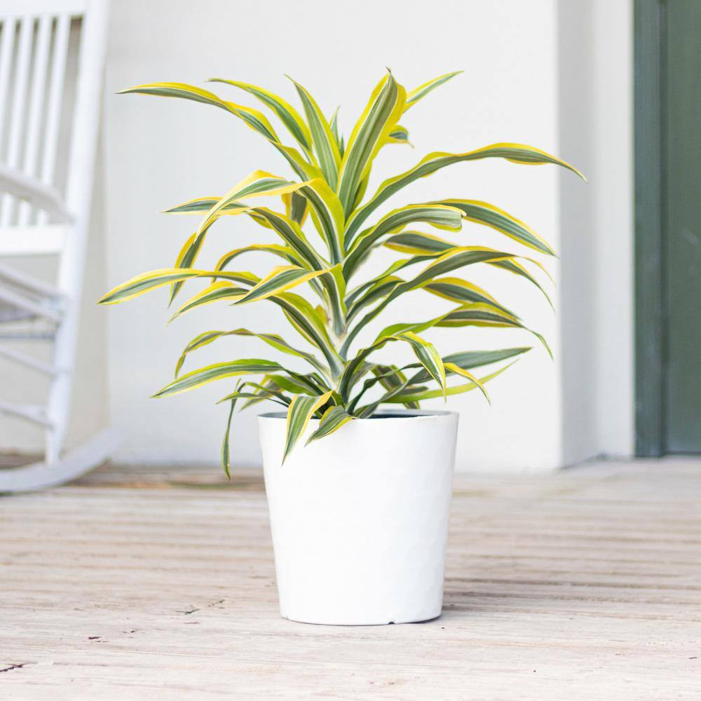 Live Dracaena Lemon Lime Bush in 10 In. White Decor Pot