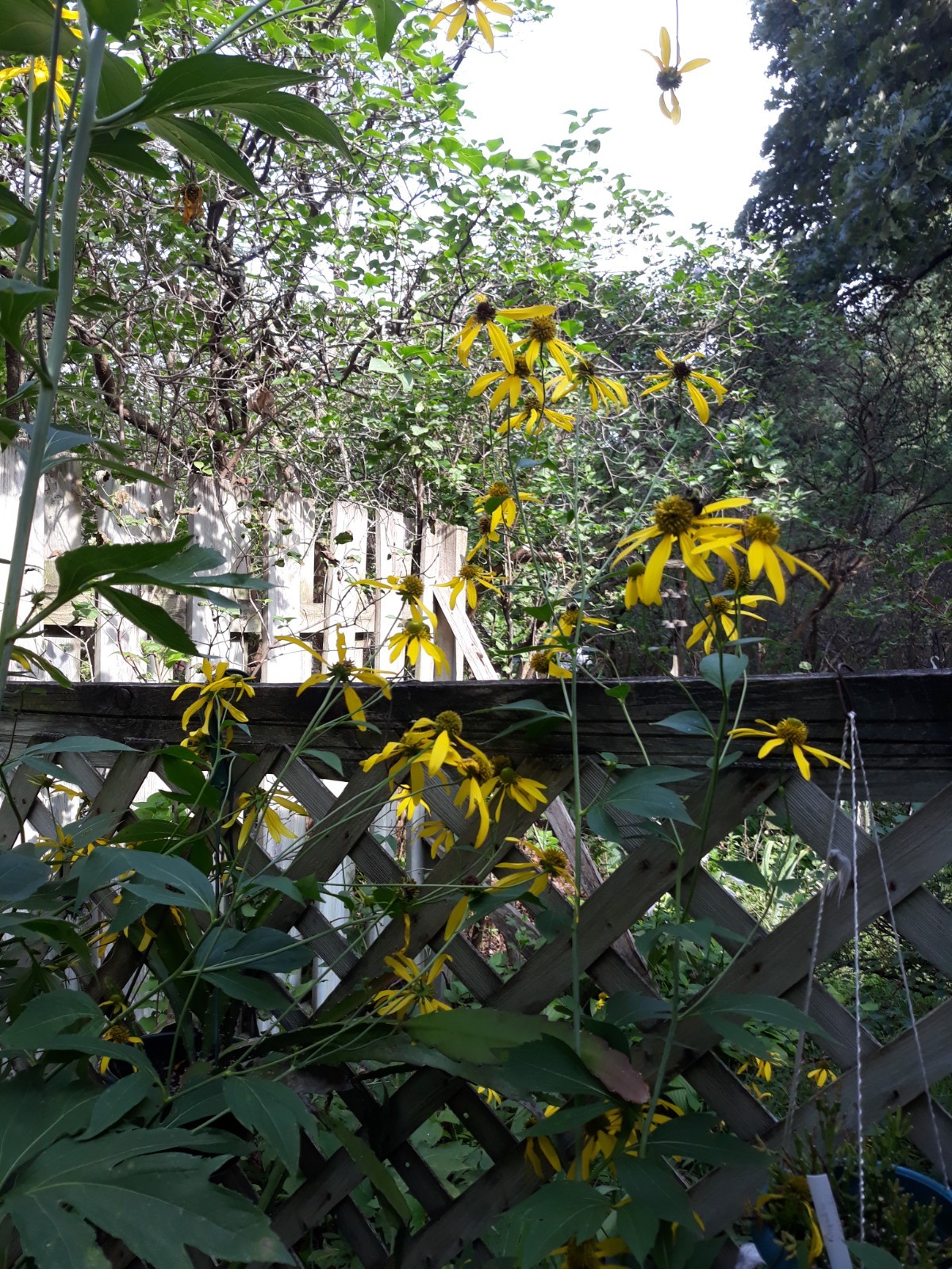 Rudbeckia laciniata/ Cutleaf coneflower plant (3)
