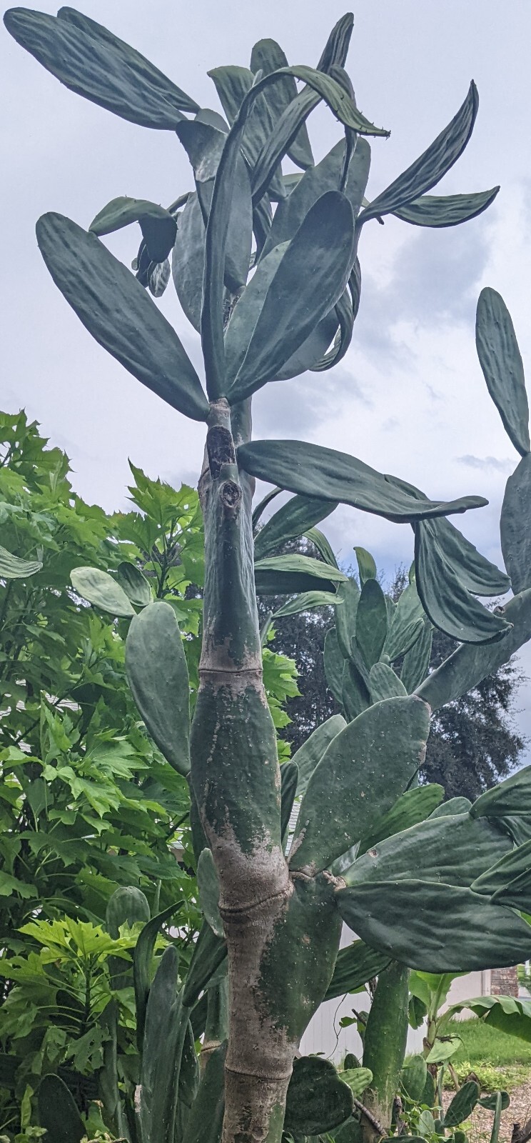 Spineless Thornless Edible, Prickly Pear Cactus, Pad Leaf Cuttings