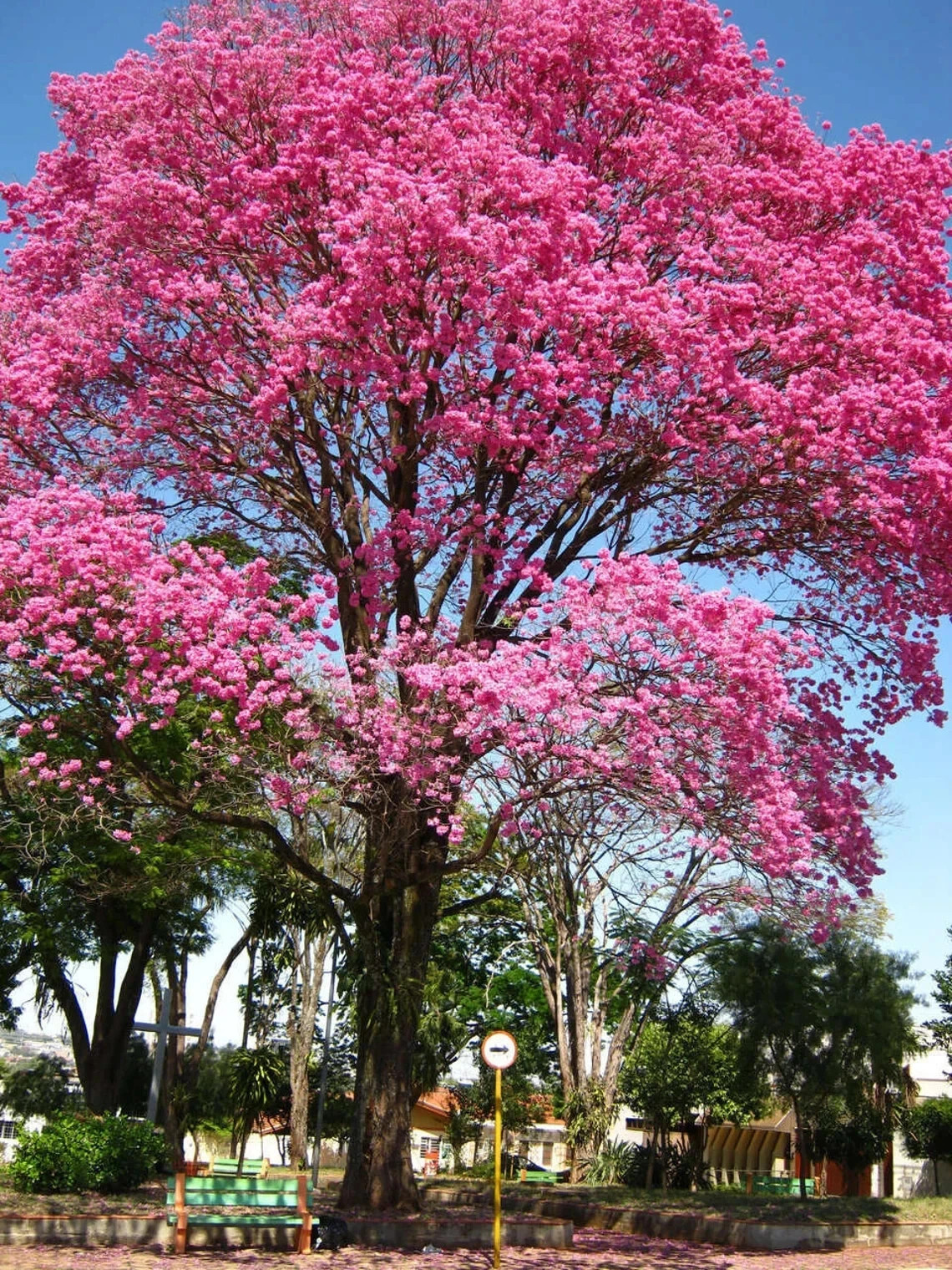 24”-36” Tabebuia Trumpet Tree-Tabebuia heterophylla-Rooted Starter Plant