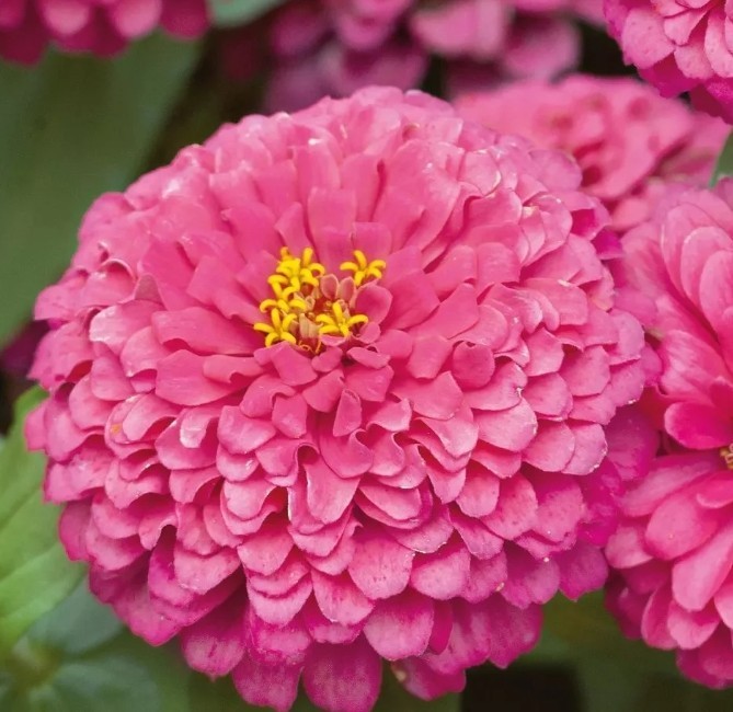 100+ Luminosa Pink Zinnia Seeds **Fresh Seeds** ~~Free Shipping~~