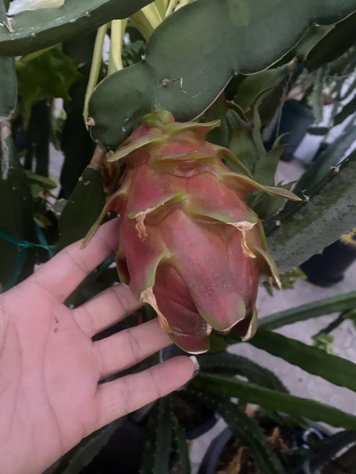 One Vietnamese read DRAGON FRUIT CUTTING 8- 12 Inches