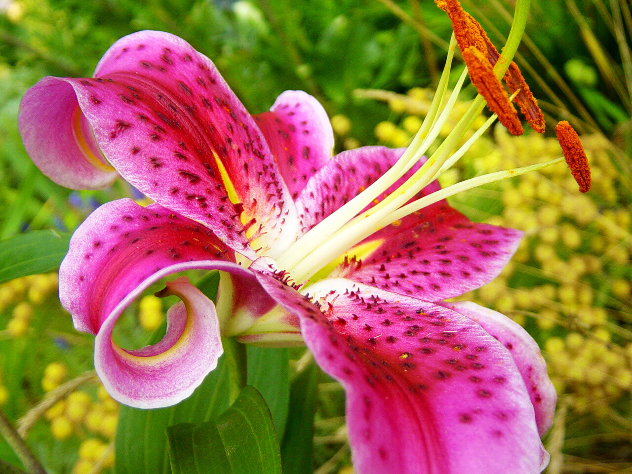 25 Stargazer Lily bulbs