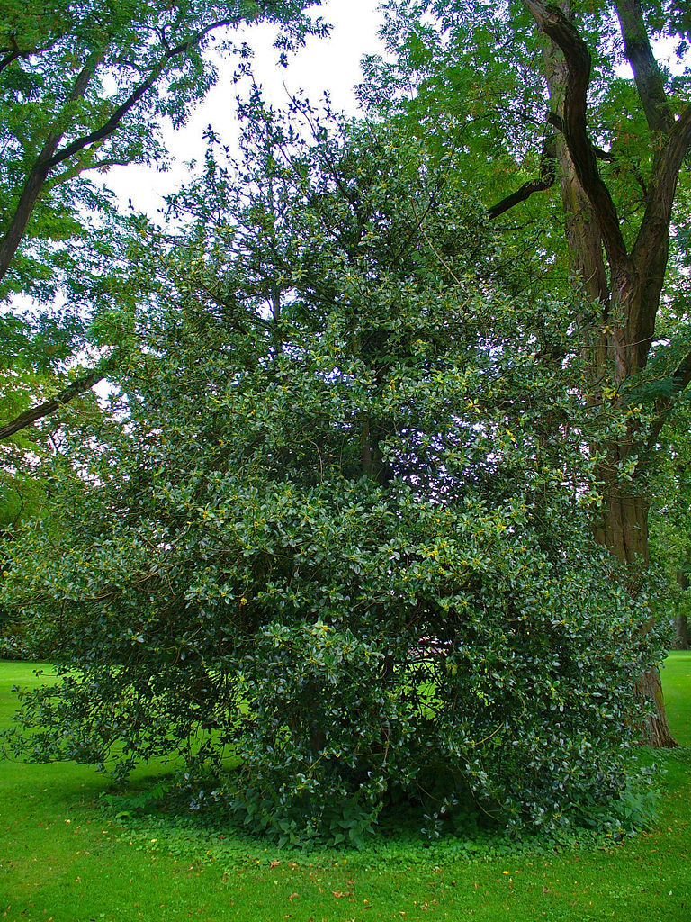 English Holly, Ilex aquifolium, Tree Seeds (Showy Evergreen, Hedge)