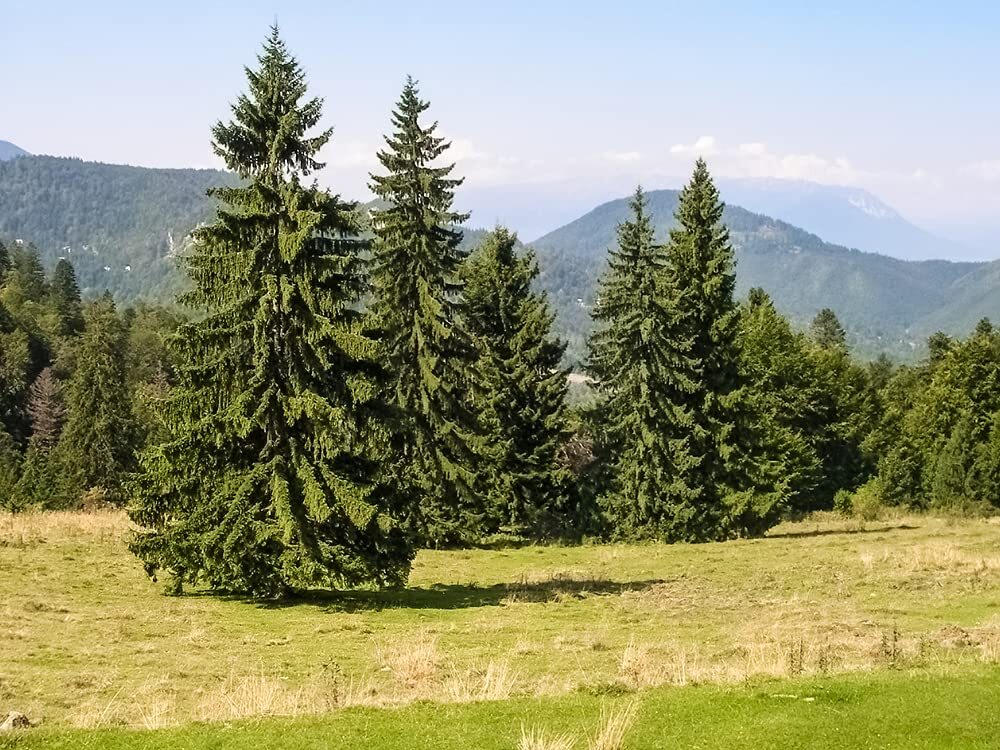 Norway Spruce Tree Seeds – 50 Seeds – Beautiful Evergreen Tree Seeds – Picea Abi