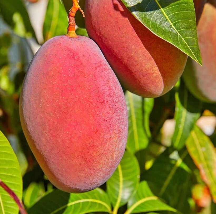 Irwin Dwarf Mango Starter Live Plant – 8-10″ Tall – Red Mango Tropical Fruit