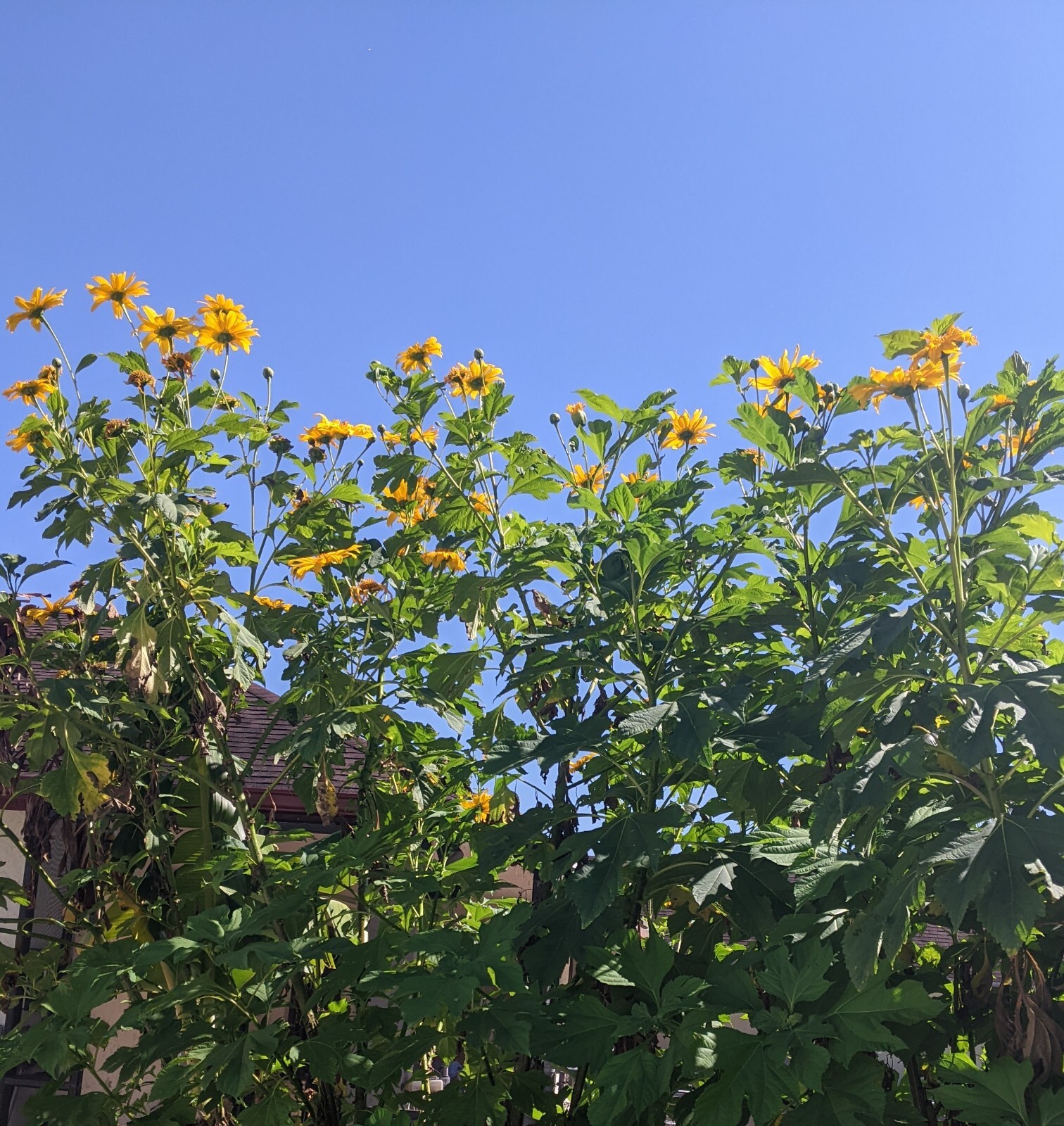 Tithonia Diversifolia – Mexican Sunflower – Live Organic Cuttings with Roots