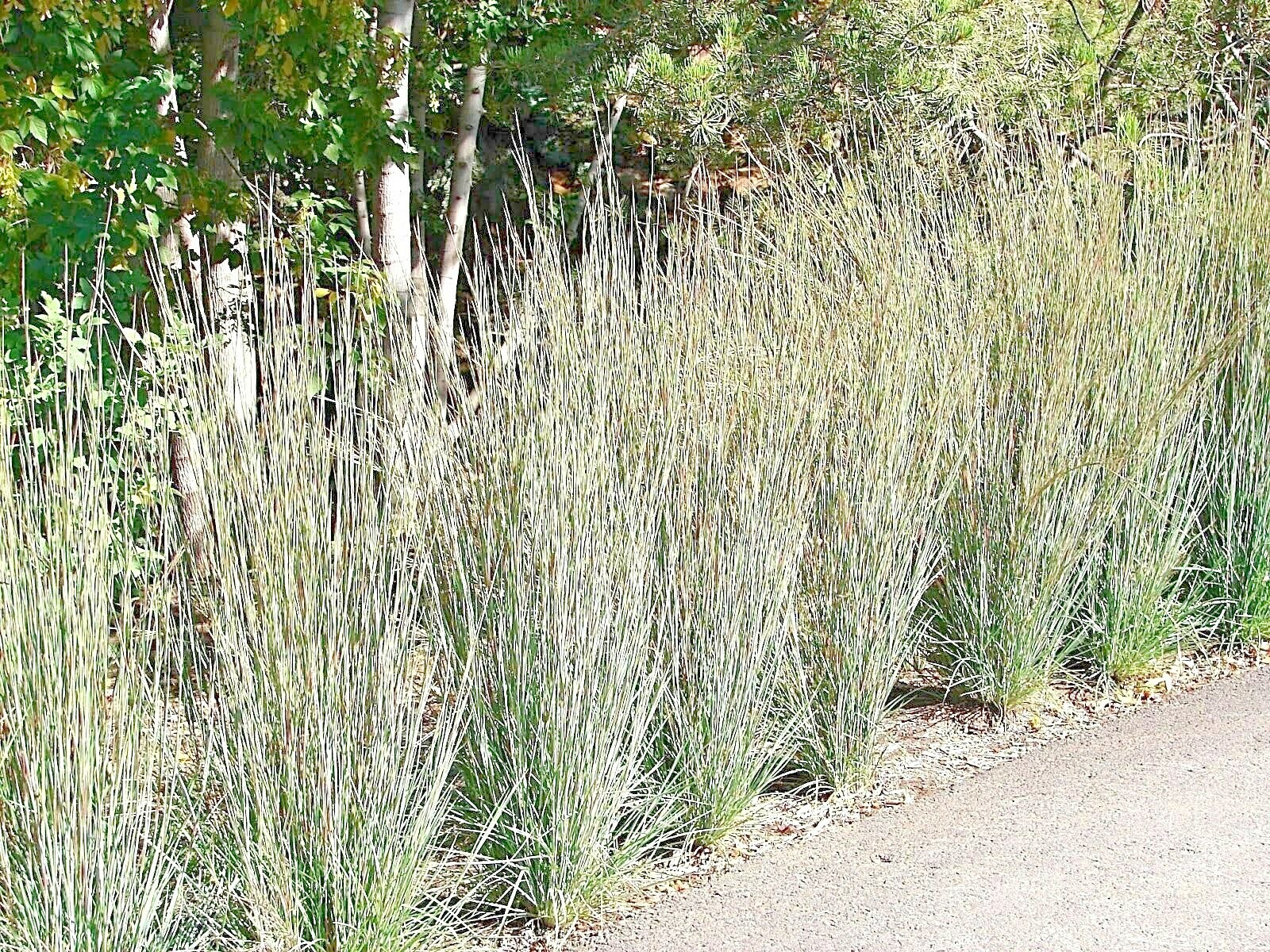 500+ LITTLE BLUESTEM Seeds Native Prairie Grass Ornamental Perennial Fall Colors