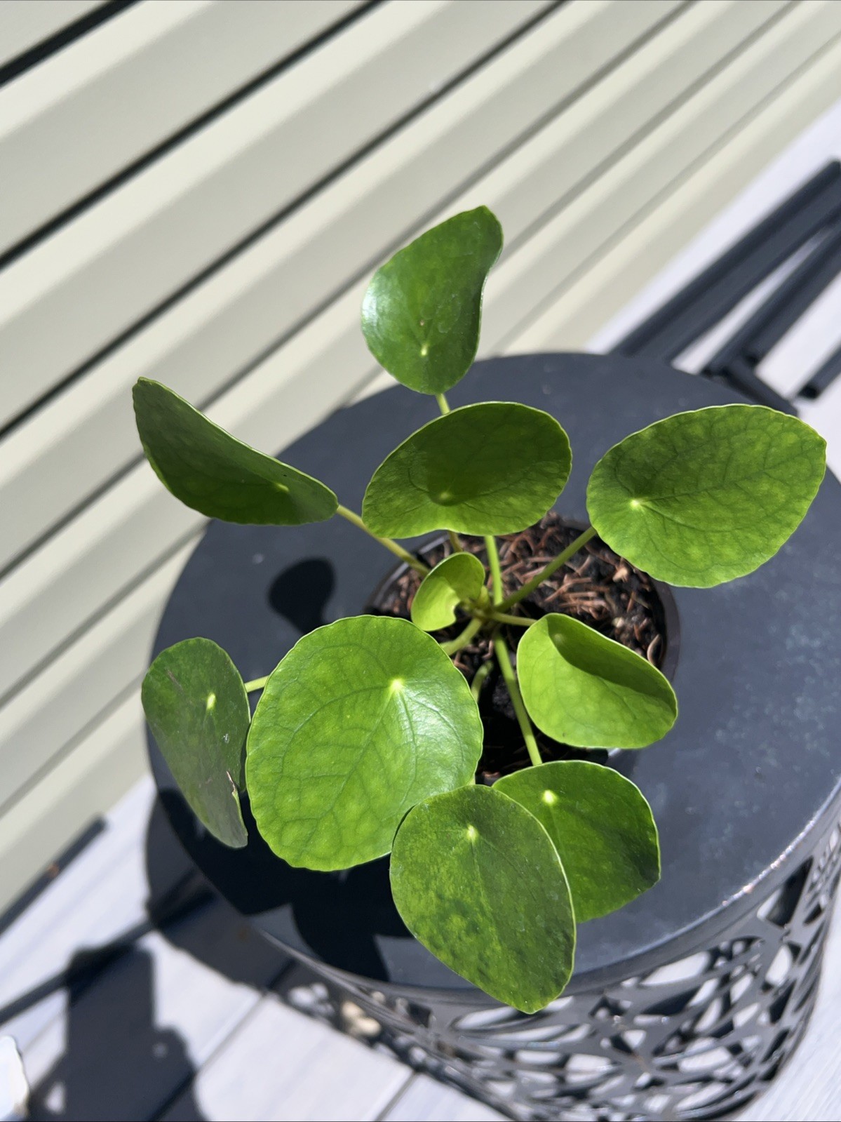 Chinese Money Plant – Pilea Peperomioides | Live Plant in 4”Pot