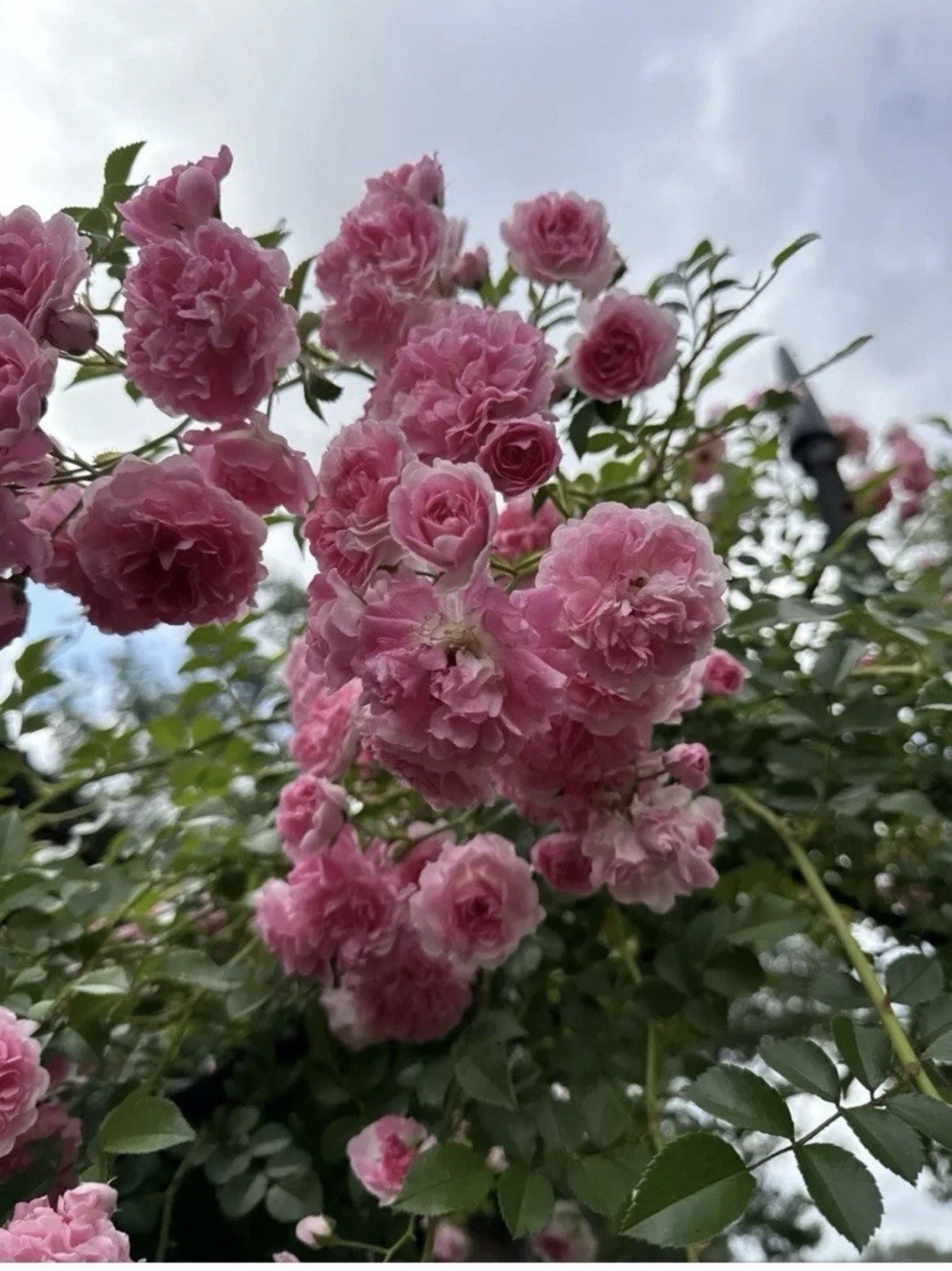 PINK Pine ROSE BUSH HEIRLOOM Rooted CLIMBING Roses Live Plant