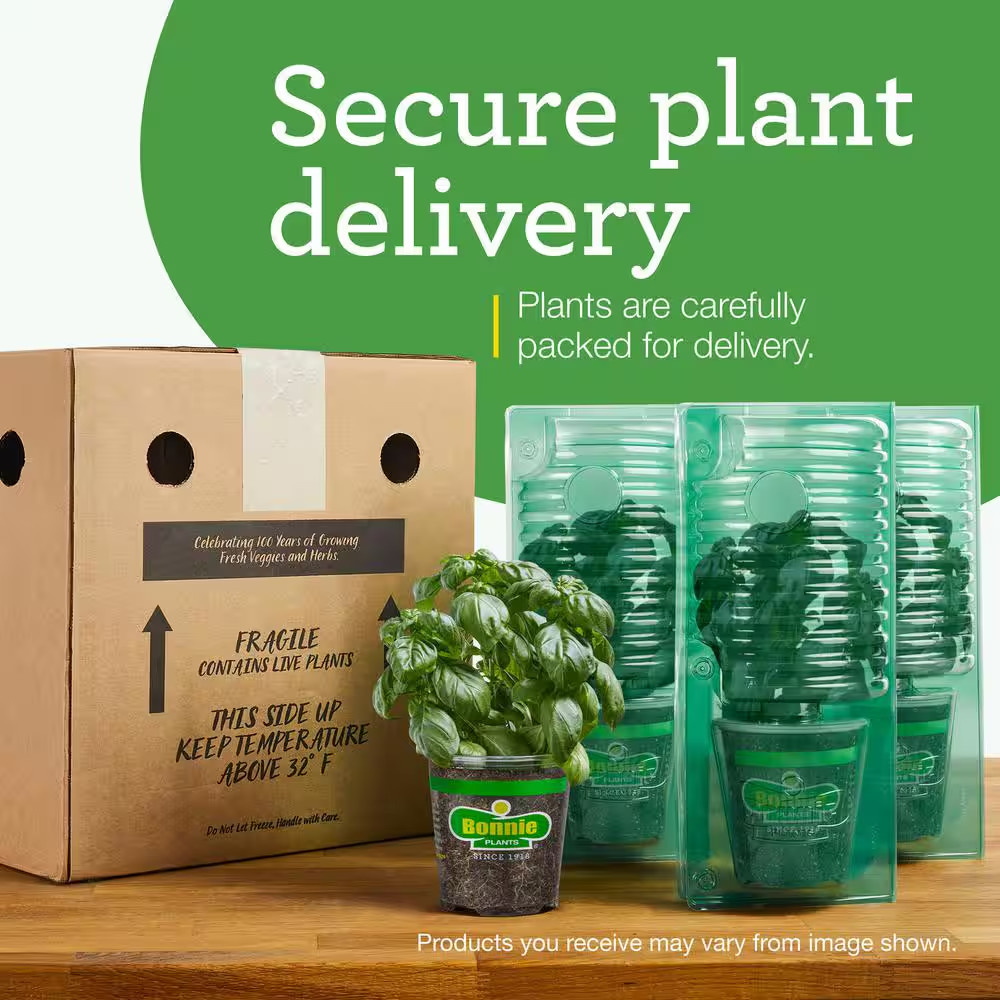 19 Oz. Peppermint Herb Plant (2-Pack)