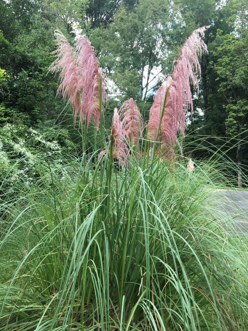 1,000 Seeds PINK PAMPAS GRASS AND 1,000 Seeds White Pampas Grass USA HomeGrown