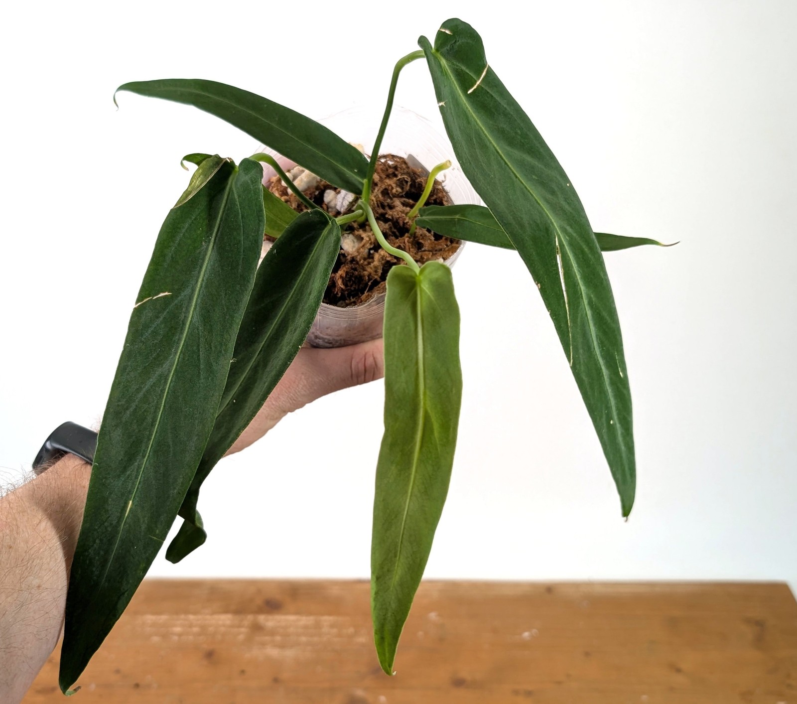 Anthurium Warocqueanum Esmeralda – Exact Plant #27A (4 inch pot)