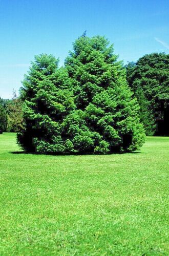 Japanese Red Cedar Tree Seeds (Cryptomeria japonica) Sugi Evergreen or Bonsai