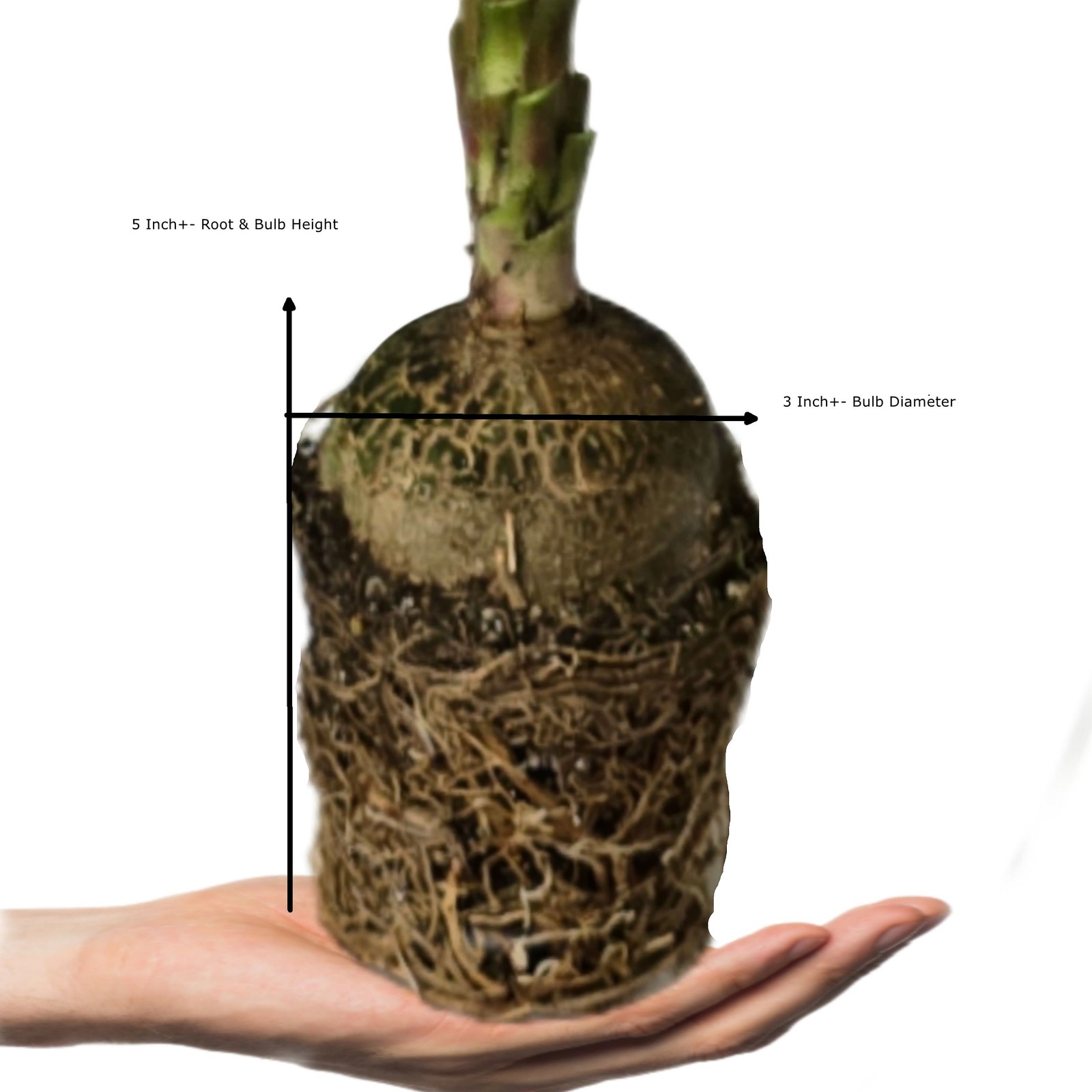 XLarge Live Pony Tail Palm Plant Unique Indoor Outdoor Starter 4 Inch