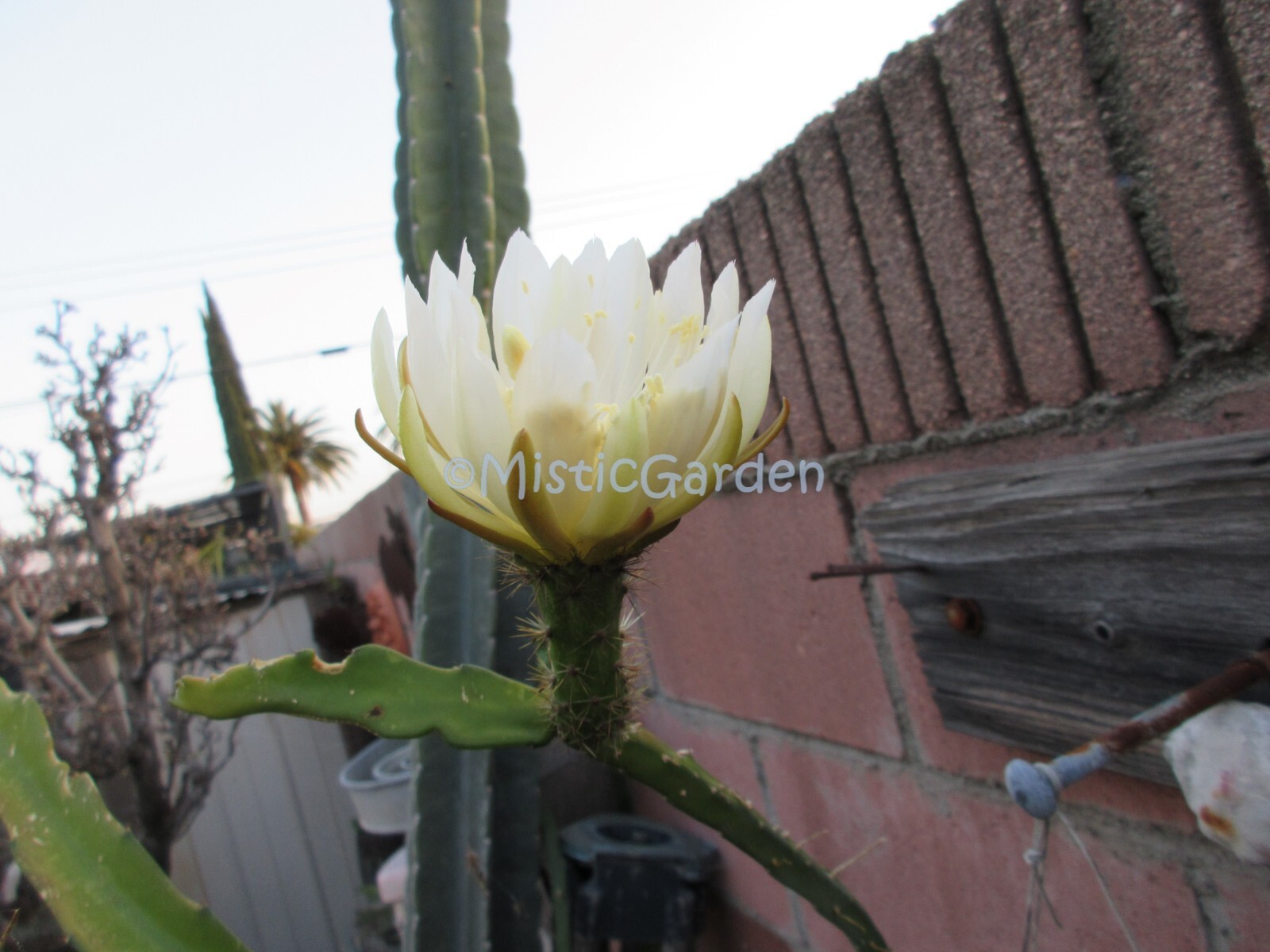 Weberocereus Tonduzii 1 cutting 8″ Long