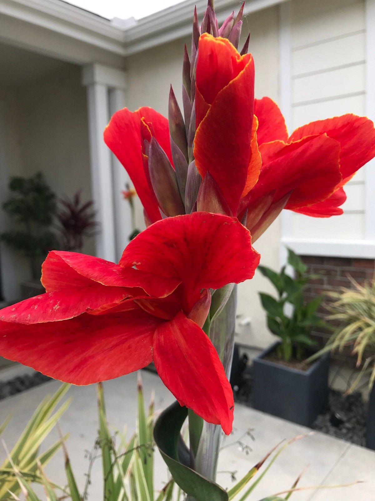 Red Canna Lily ‘President’ Rhizomes – Striking Tropical Blooms – 1-rhizome