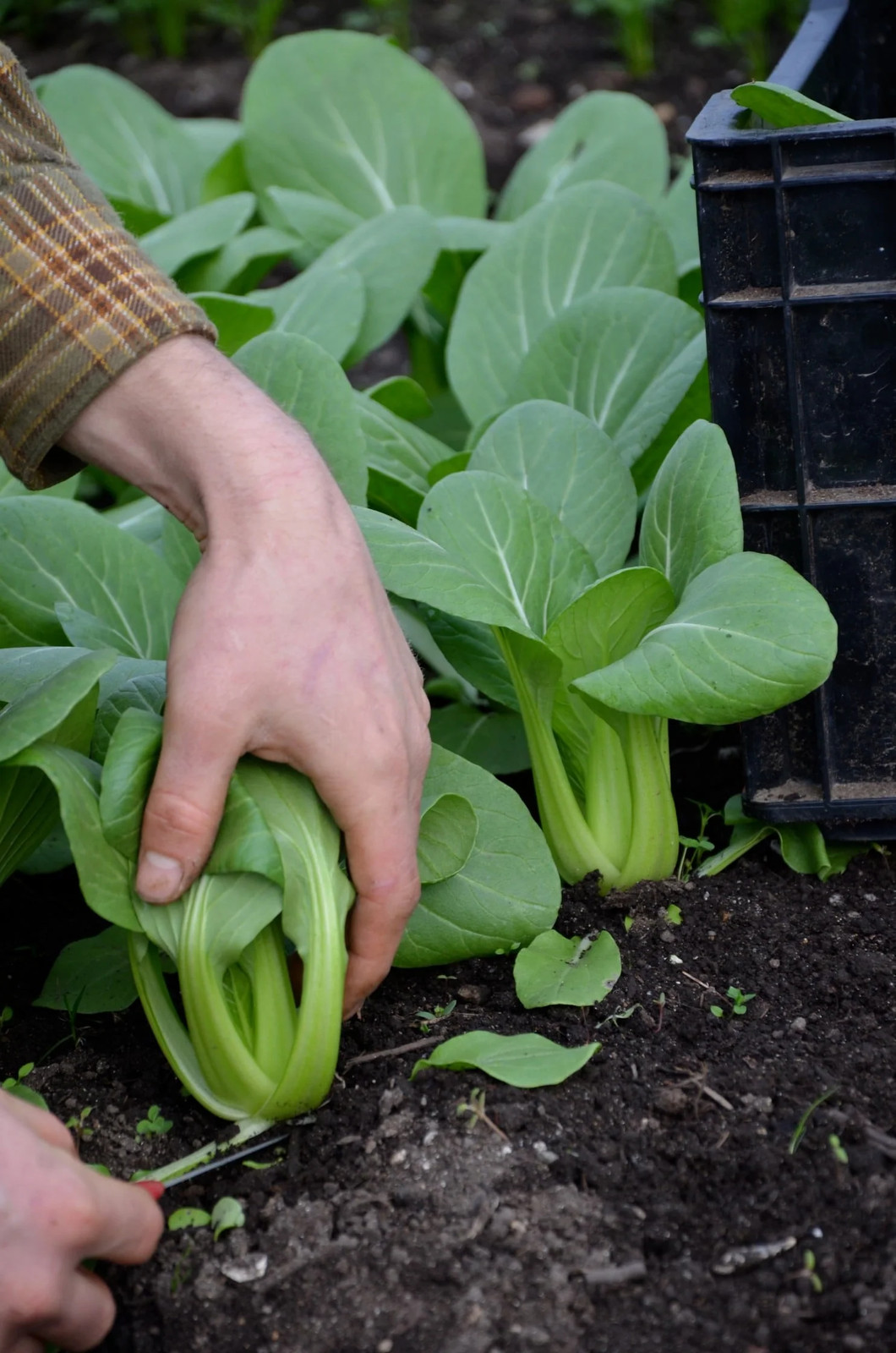 Green Stem Shanghai Bok Choy Seeds |USA Pok Choi Cabbage Chinese Asian Seed 2024